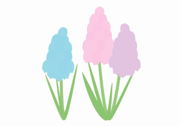 ムスカリ ムスカリ