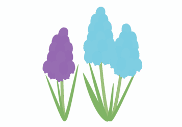 ムスカリ ムスカリ