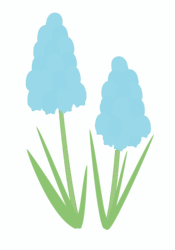 ムスカリ ムスカリ