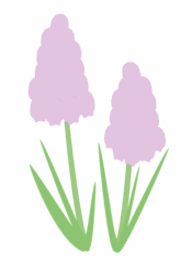 ムスカリ ムスカリ