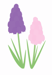 ムスカリ ムスカリ