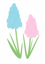 ムスカリ ムスカリ