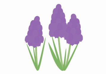 ムスカリ ムスカリ