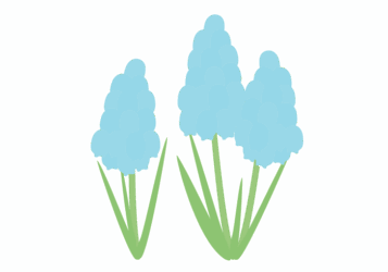 ムスカリ ムスカリ