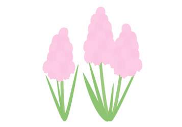 ムスカリ ムスカリ