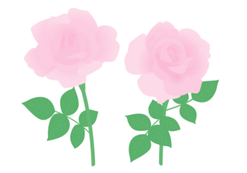 バラ(ラ・フランス) バラ(ラ・フランス)