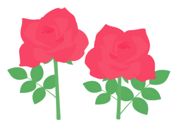 赤色のバラ(薔薇) 赤色のバラ(薔薇)