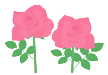 ピンク色のバラ(薔薇) ピンク色のバラ(薔薇)